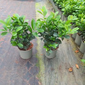 Prunus laurocerasus \'Etna\'