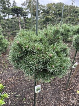 Pinus sylvestris Sandringham Stam