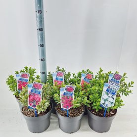 Rhododendron japonicum Mix
