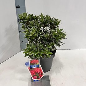 Rhododendron japonicum \'Silver Sword\'