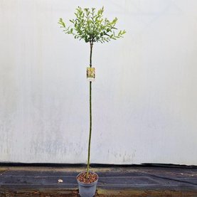 Salix integra \'Hakuro-nishiki\' Stam