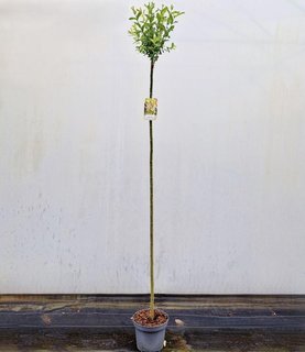 Salix integra \'Hakuro-nishiki\' Stam