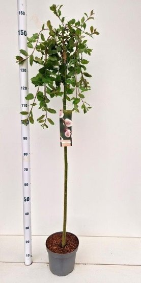 Salix caprea \'Kilmarnock\' Stam