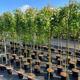 Salix caprea \'Kilmarnock\' Stam
