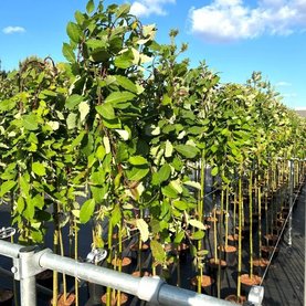 Salix caprea \'Kilmarnock\' Stam