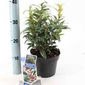 Sarcococca hookeriana \'Winter Gem\'