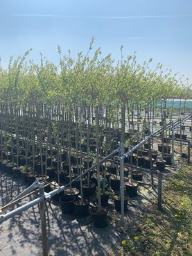 Salix integra \'Hakuro-nishiki\' Stam