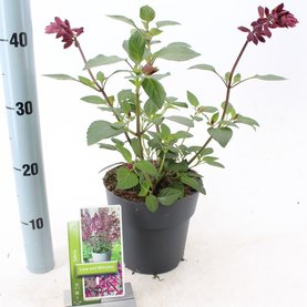 Salvia \'Love And Wishes\'