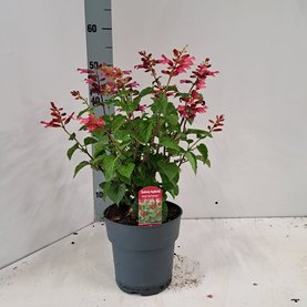 Salvia \'Rockin Red Flamingo\'