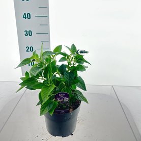 Salvia \'Rockin Deep Purple\'