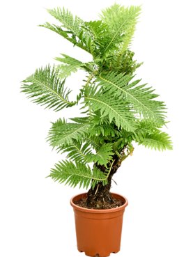 Blechnum gibbum Multi stam