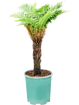 Blechnum gibbum Stam