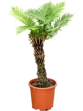 Blechnum gibbum Stam
