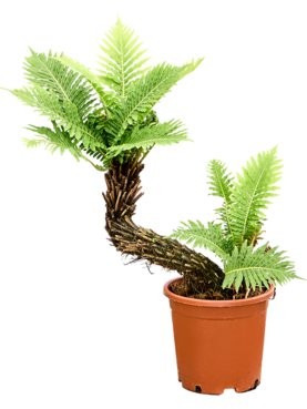 Blechnum gibbum Stam speciaal